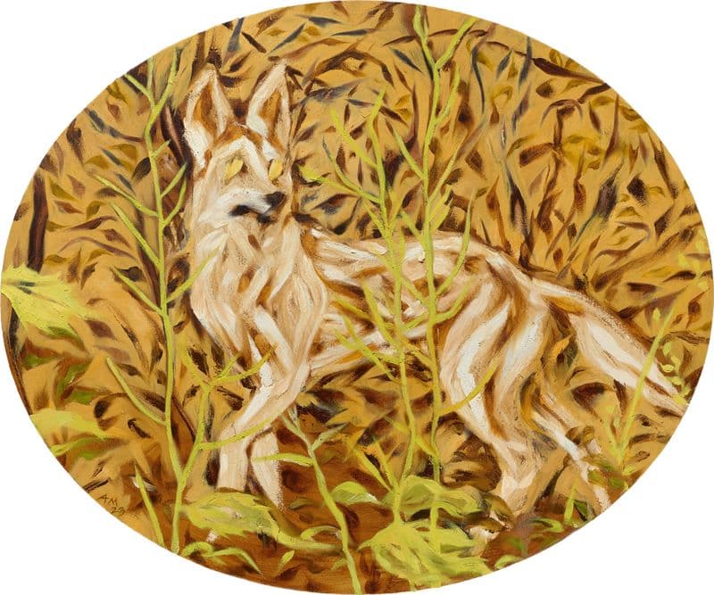 coyote (ochre)