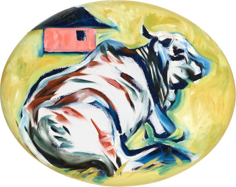 cattle with rondovel